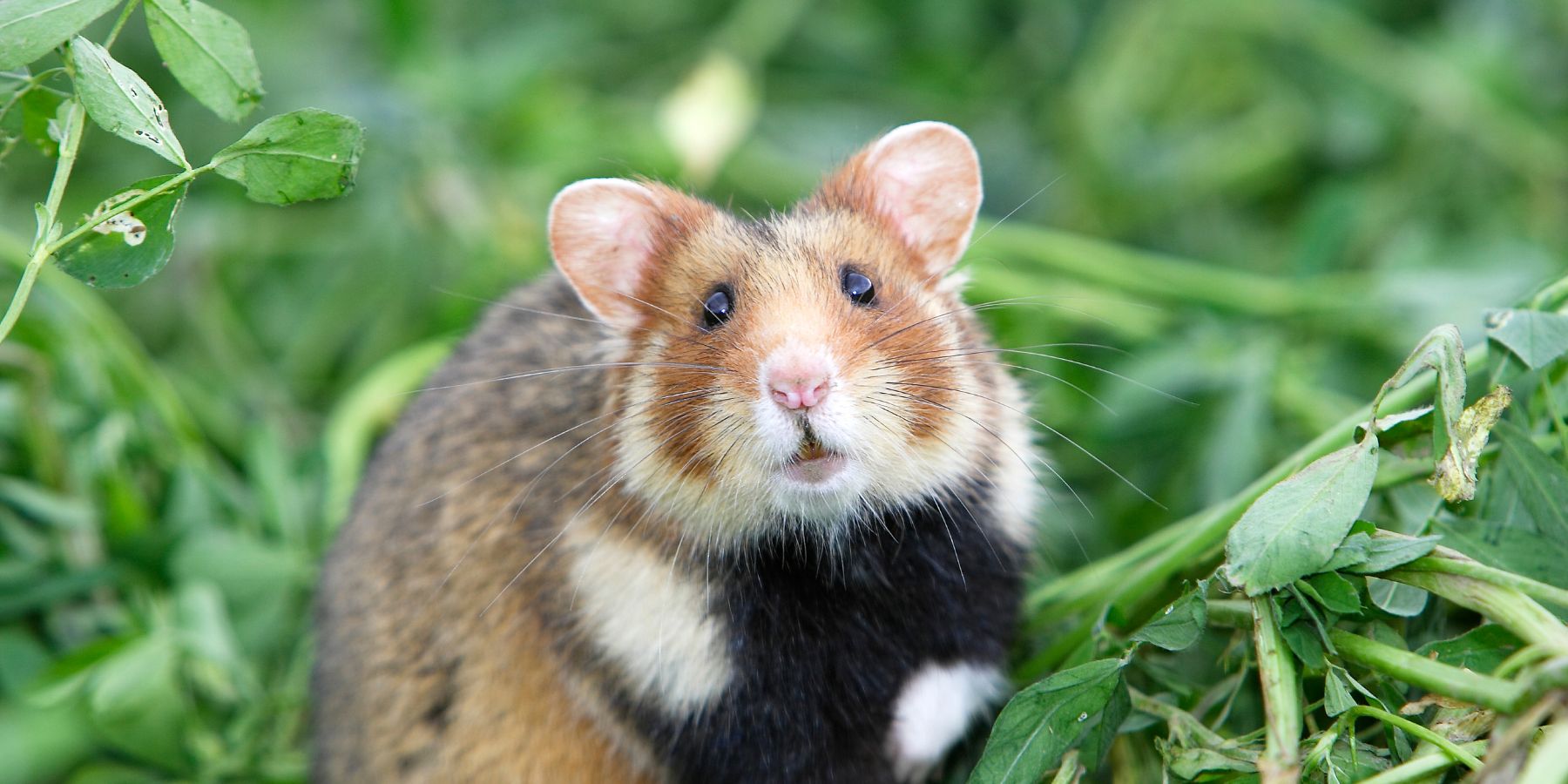 The Role of Diet in Hamster Health